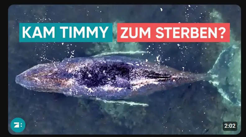 Screenshot - 2026-03-31T234212.994 Von oben betrachtet, treibt ein Wal in ruhigen Gewässern. Deutscher Text überlagert: Kam Timmy zum Sterben? Logo links, 2:02 rechts.
